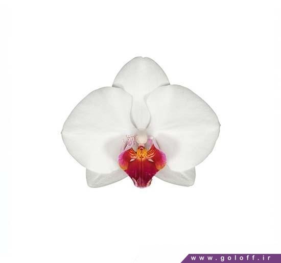گل ارکیده فالانوپسیس کالگاری - Phalaenopsis Orchid | گل آف